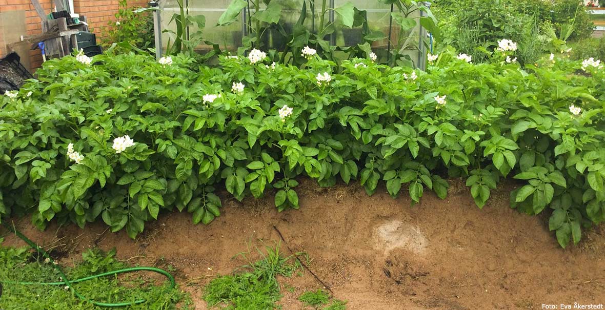 Potatis odlad i sand med gräsklipp.