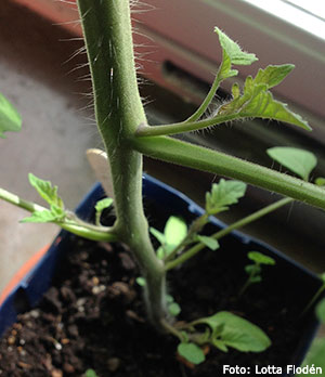 Tjyvar på tomatplanta.