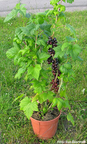 Vinbär i kruka.