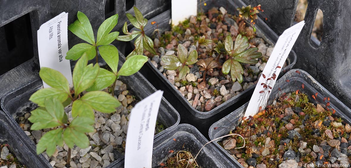 Fröplantor av pioner.